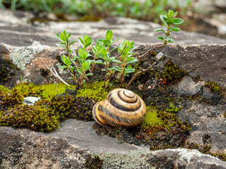 Wall Mural - Edible snail or escargot (Helix pomatia) crawls on the moss.