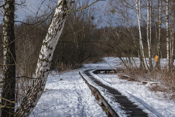 Canvas Print - Tourist path in Kampinos National Park near Warsaw, capital of Poland