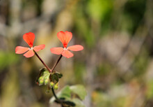 Two Bright Red Flowers Isolated Against Blurred Light Background.