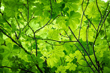 Poster - Chestnut fresh spring green leaves bottom view