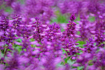 Wall Mural - blossom salvia flower in the garden