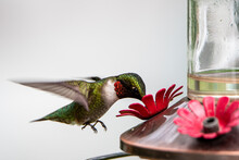 Male Ruby-throated Hummingbird At A Feeder