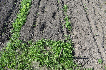 Poster - Vegetable Garden