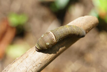 Easter Tiger Swallowtail Caterpillar Crawling On A Stick