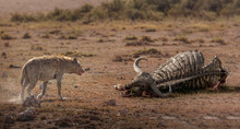 Africa, Kenya, Amboseli National Park, Spotted Hyena (Crocuta Crocuta) Approaching Buffalo Carcass