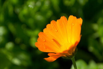 
Orange flower on a sunny day close-up on a green background.
