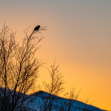 USA, Idaho, Bellevue, Silhouette Of Songbird In Tree At Sunset