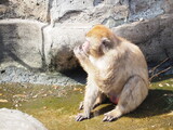 Fototapeta Zwierzęta - 何かを食べているお猿さん