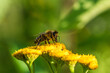 Biene sammelt Blütenpollen Blumen Nektar Sommer Sonne Insekten fleißiges Bienchen Honigbiene bei der Arbeit Super Close Up Makro Bokeh dekorativ Leinwandmotiv Natur