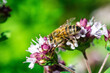 Biene auf Blume Honigbiene flottes Bienchen fleißig Pollen sammeln Nektar Super Close Up Makro