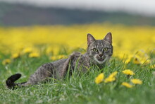 Portrait Of A Beautiful Tabby Can In A Flowering Meadow. Felis Silvestris Catus. Spring In The Nature