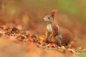 Wall Mural - Cute red squirrel with long pointed ears in autumn time . Wildlife in autumn forest. Sciurus vulgaris.