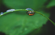 Marienkäfer (Coccinellidae) auf einer Pflanze