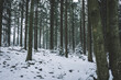 Winter im Bayerischen Wald mit Bäumen und Schnee