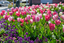 Urban Flowerbed Filled With An Assortment Of Colourful Spring Flowers