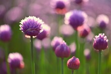 Beautiful Flowering Purple Plant - Chives. Natural Colorful Background In Sunny And Summer Day.(Allium Schoenoprasum)
