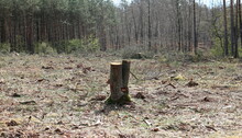 Stump As A Remnant Of Part Of The Cut Forest