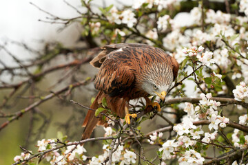 red kite, in a tree with white blossom. bird of prey portrait with yellow bill and red plumage and b
