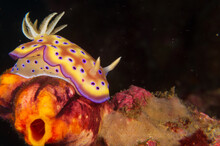 Kuni's Nudibranch (Goniobranchus Kuniei) Near Anilao, Philippines.  Underwater Photography And Travel.