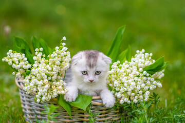 Little white fluffy kitten sitting in a wicker basket full of lily of the valley flowers