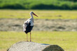 Bocian siedzący na balocie słomy lub siana. Duży ptak odpoczywający w słońcu. Bocian biały w swoim naturalnym środowisku