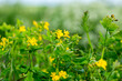 Żółte kwiaty polne. Krajobraz rolniczy wiosną