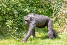 Chimpanzee Walking
