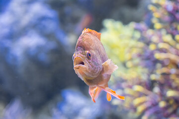 Wall Mural - Underwater Closeup Image Of Colorful Tropical Exotic Fish In Aquarium