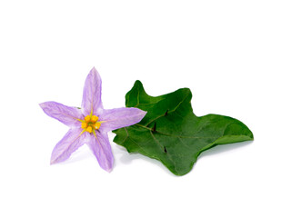 Poster - Close up Brinjal flower with leaf on white background