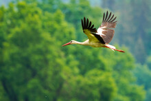 White Stork Flying