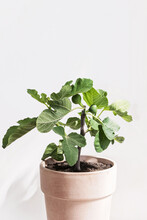Ficus Carica Tree With Fig Fruit Growing On Branch In Clay Pot