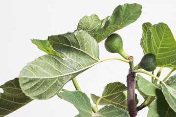 Wall Mural - close up of fig fruit on Ficus carica tree branch with white background  