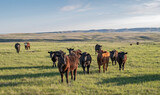 Fototapeta  - A herd of cattle on the prairie near Val Marie, Saskatchewan, Canada
