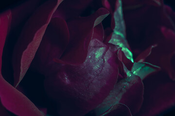Poster - Beautiful fresh roses. Green-red neon  rose close up. Bright macro background.