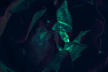 Poster - Beautiful fresh roses. Green neon  rose close up. Bright macro background dark.