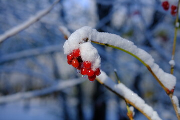 Wall Mural - red berries in snow