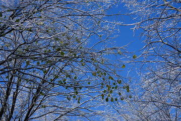 Wall Mural - tree and sky