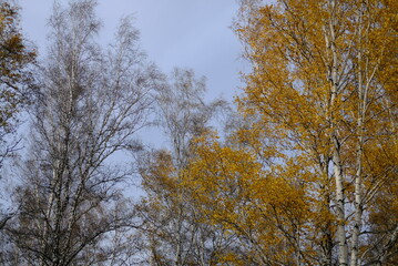 Wall Mural - trees in the autumn