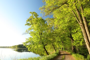 Wall Mural - Oaks at the edge of a lake on a sunny spring morning