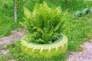 Wall Mural - Bright green fern Polypodiophyta. A flowerless plant which has feathery or leafy fronds and reproduces by spores released from the undersides of the fronds