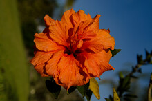 Orange Hibiscus Against Blue Sky