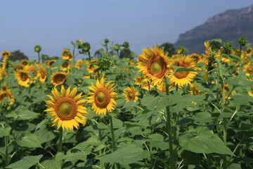  sunflowers in the field