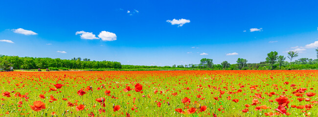 Romantic red poppy field landscape. Beautiful landscape under blue cloudy sky in spring summer. Wonderful outdoor nature background. Idyllic view, meadow flowers. Happy blooming floral view