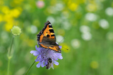 Small Tortoiseshell Butterfly (Aglais Urticae) And A Bee Visiting A Scabious.