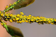 Gelbe Blattläuse