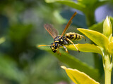 A hunting wasp - Philanthus, Bee-hunters, sitting on flower and watch her victim - honey bee. Bee-killer wasps - Philanthus, close up.