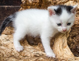 Fototapeta Koty - little kitty..