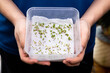 Person showing germinated seeds in moist water soaked kitchen towel within box