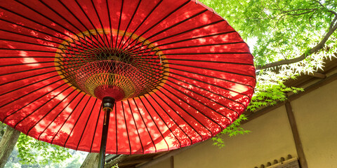 Wall Mural - Japanese paper umbrella under maple tree　和傘と初夏のモミジの木