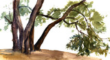 Fototapeta Natura - watercolor drawing tree trunks, hand drawn illustration